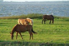 Pferde am Bodden von Privat Der Traum vom Restaurant-Pension am Bodstedter Bodden & Hafen von Bodstedt-Fuhlendorf