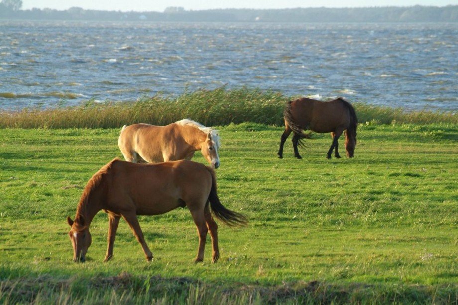 Pferde am Bodden Gastronomie Fuhlendorf