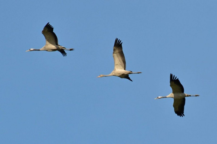 Kraniche �ber der Boddenperle Grundst�ck Fuhlendorf